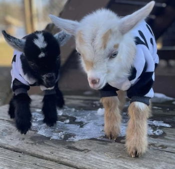 Goats & Goodies